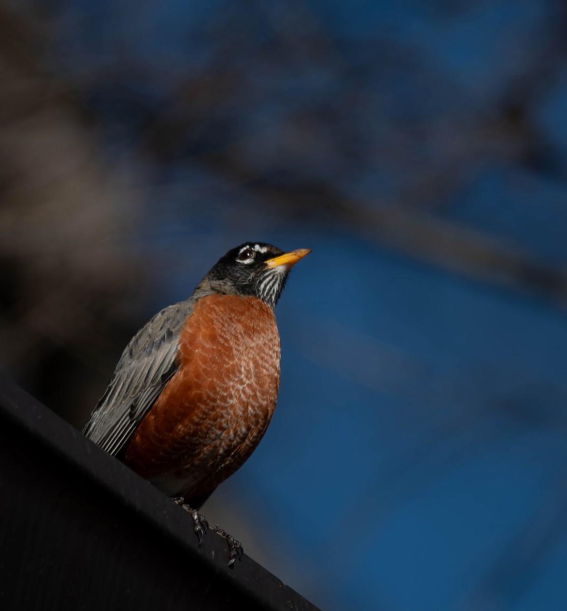 American Robin - ML627862761