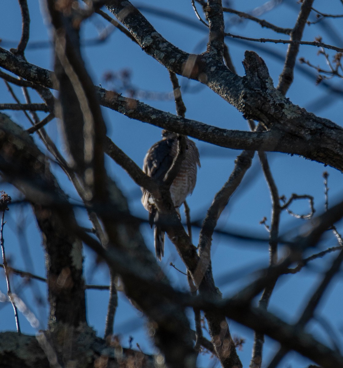 Cooper's Hawk - ML627862765