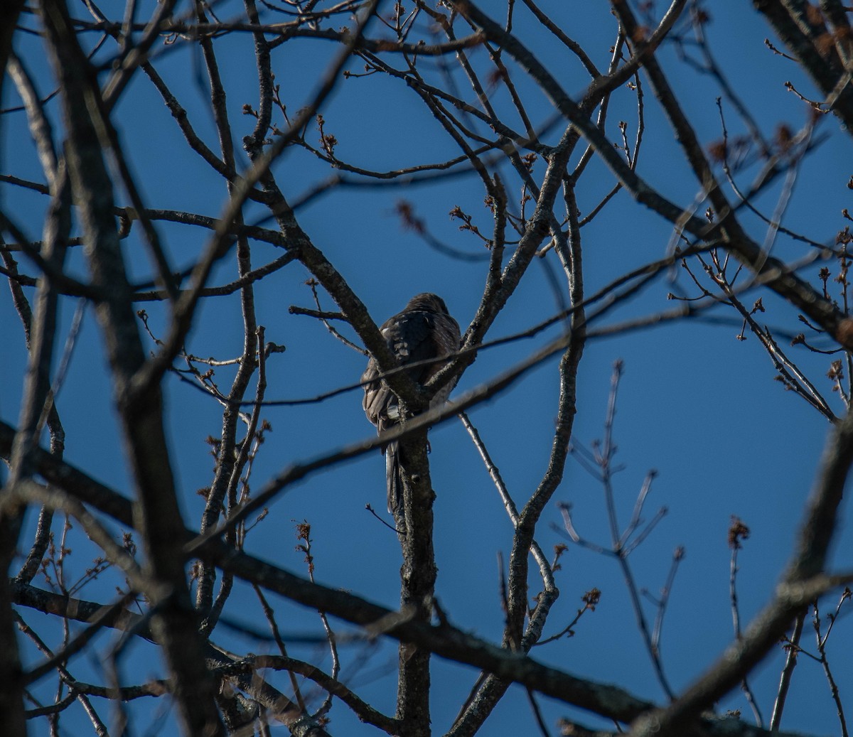 Cooper's Hawk - ML627862768