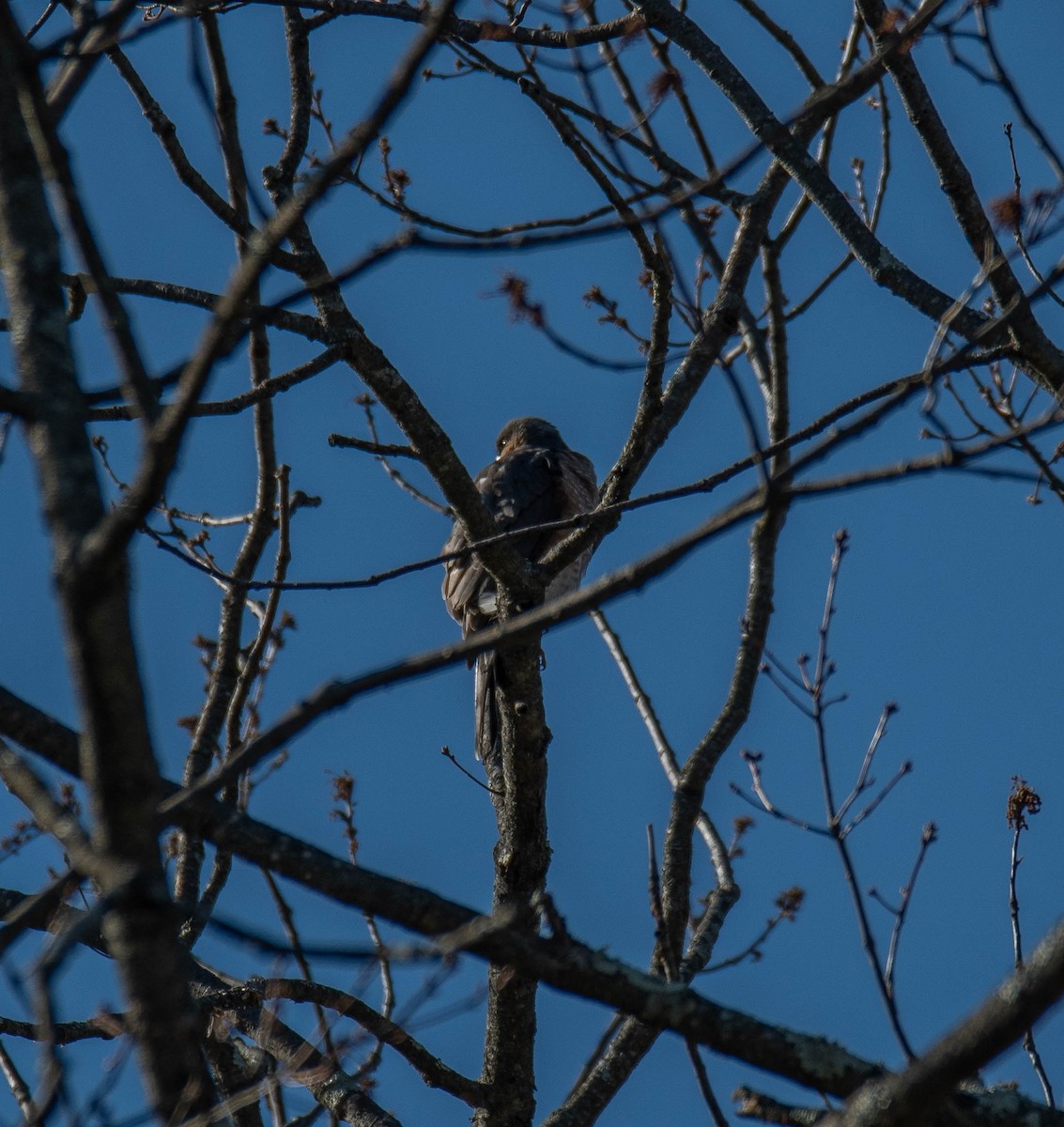 Cooper's Hawk - ML627862769