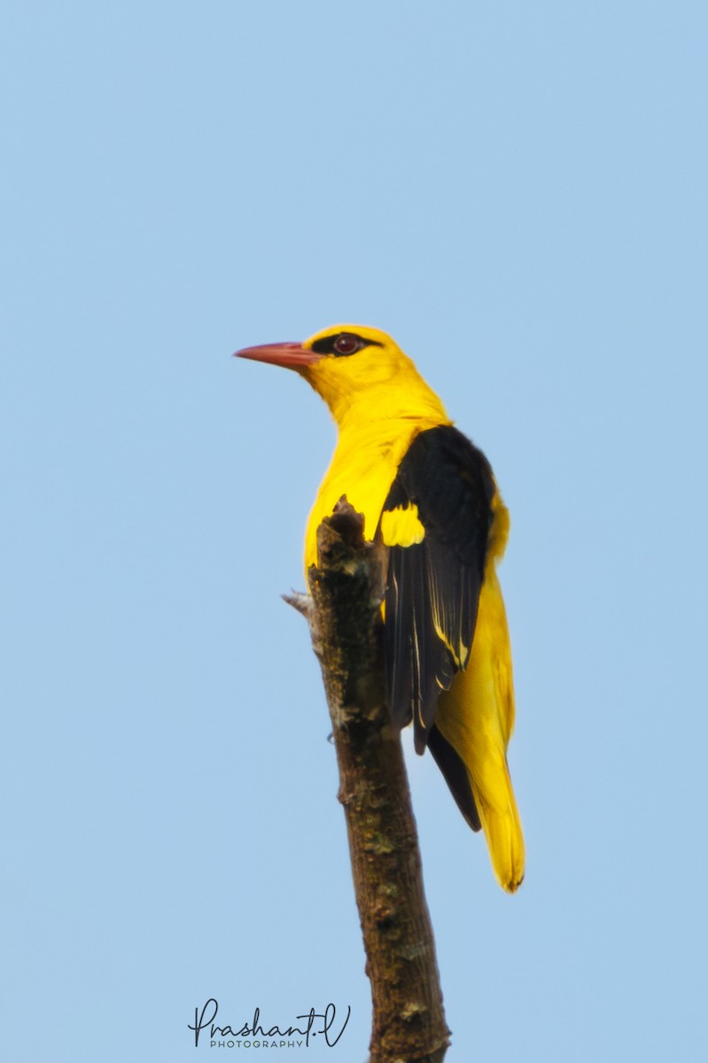 Indian Golden Oriole - ML627862770