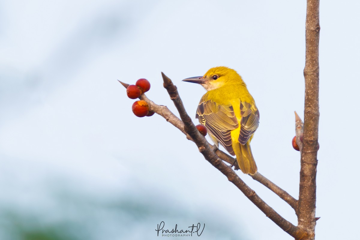 Indian Golden Oriole - ML627862771