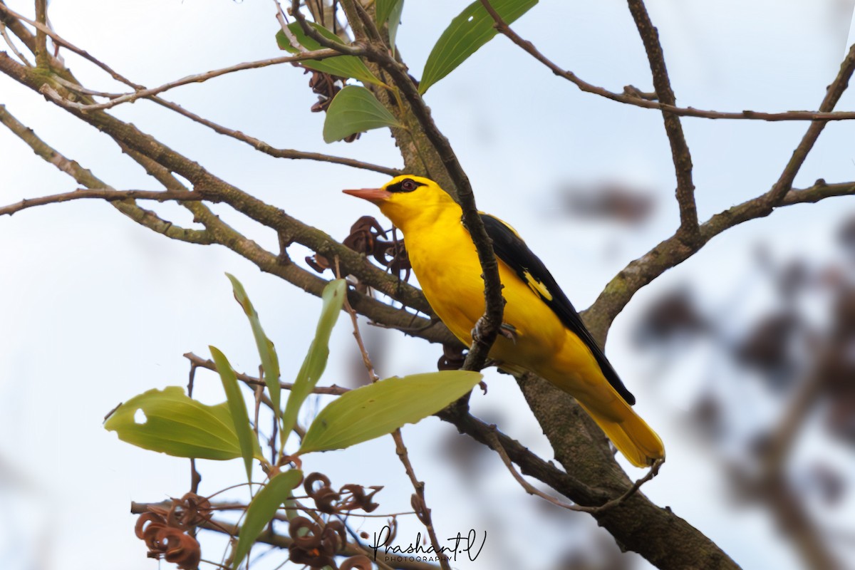 Indian Golden Oriole - ML627862772