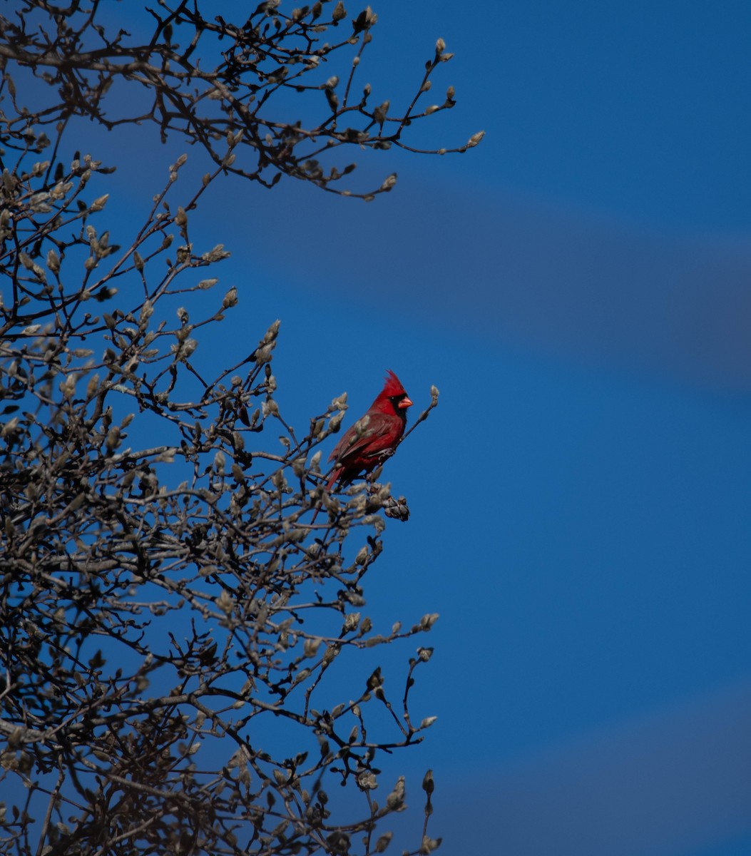 Northern Cardinal - ML627862781