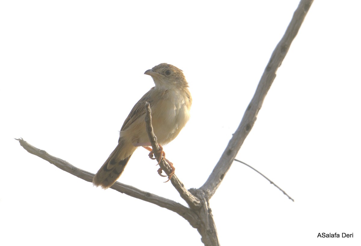 Croaking Cisticola - ML627862802