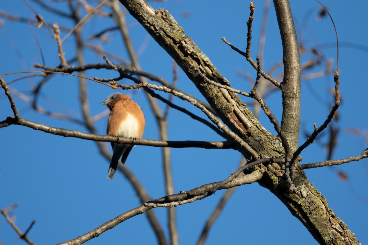Eastern Bluebird - ML627862863