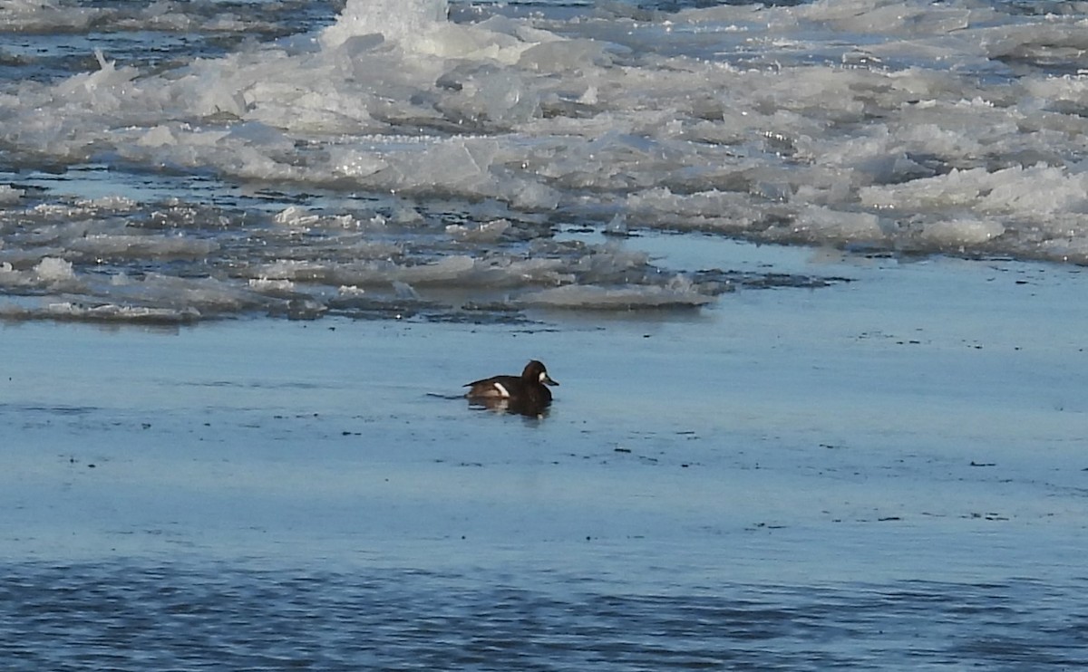 Lesser Scaup - ML627862951