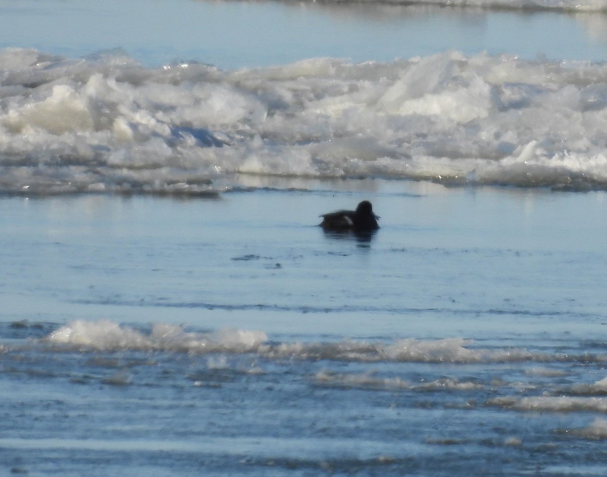 Lesser Scaup - ML627862952