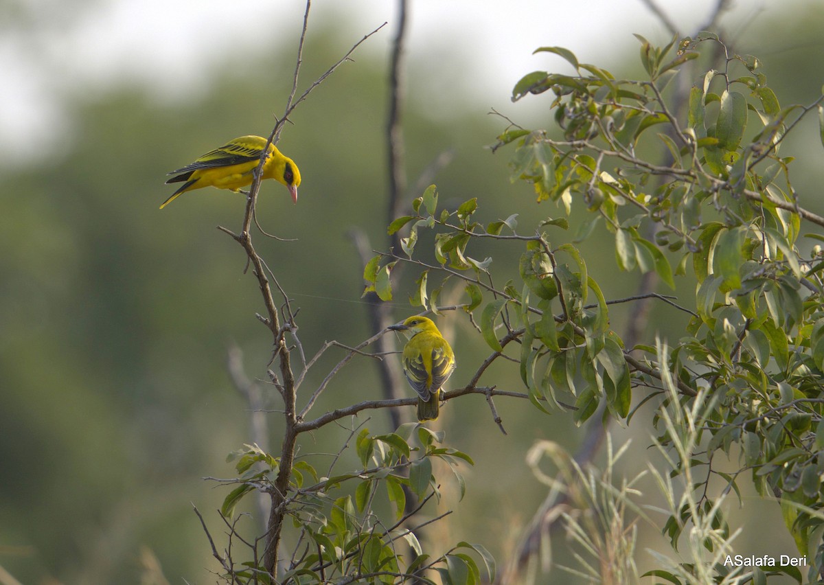 African Golden Oriole - ML627862966