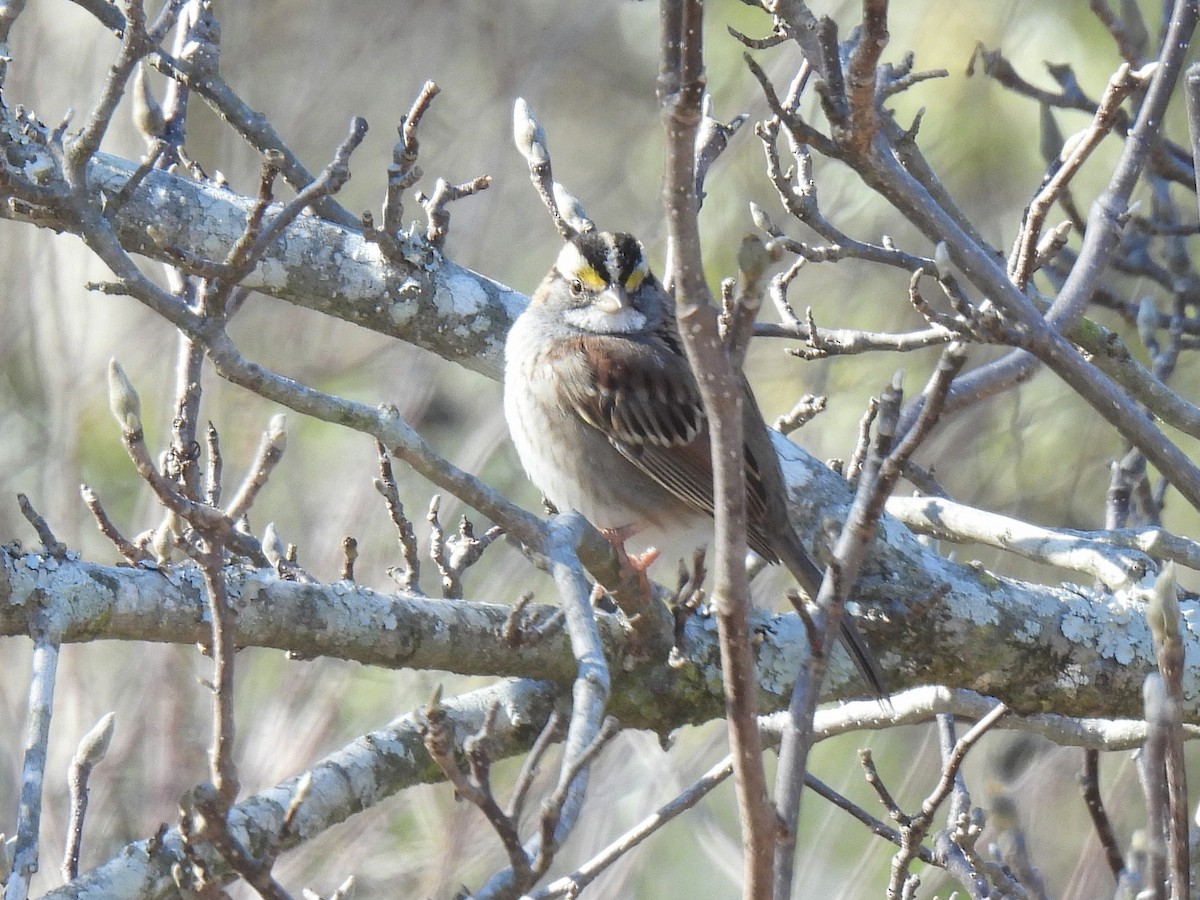 White-throated Sparrow - ML627862985