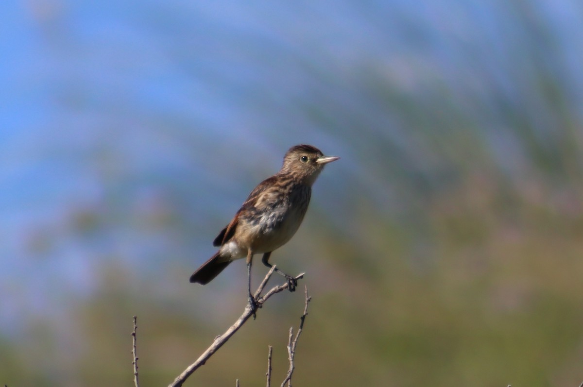 Spectacled Tyrant - ML627862997