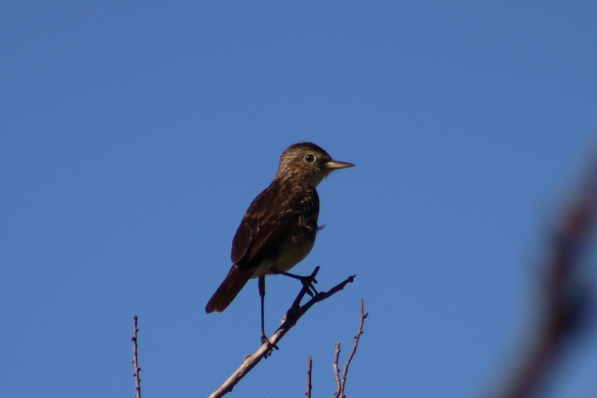 Spectacled Tyrant - ML627862998