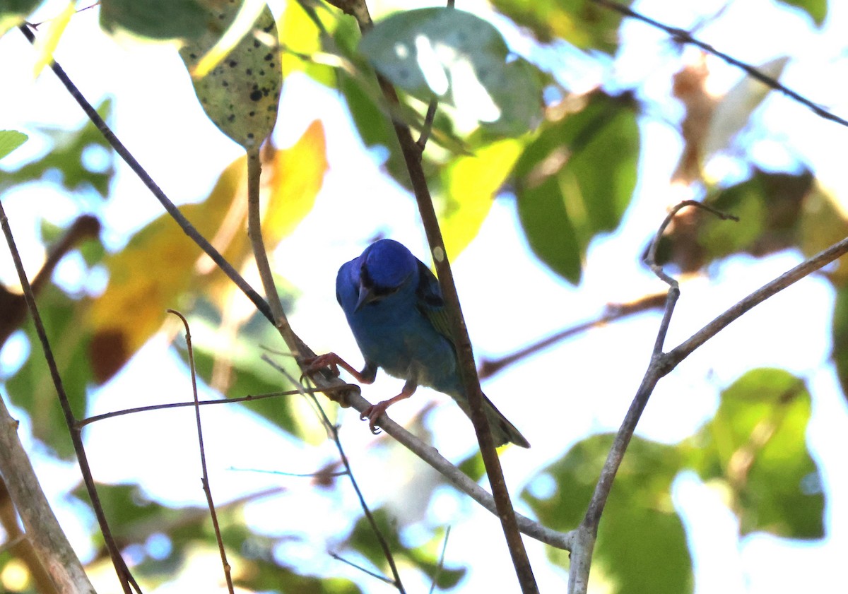 Blue Dacnis - ML627863011