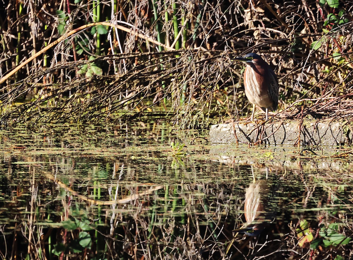 Green Heron - ML627863014