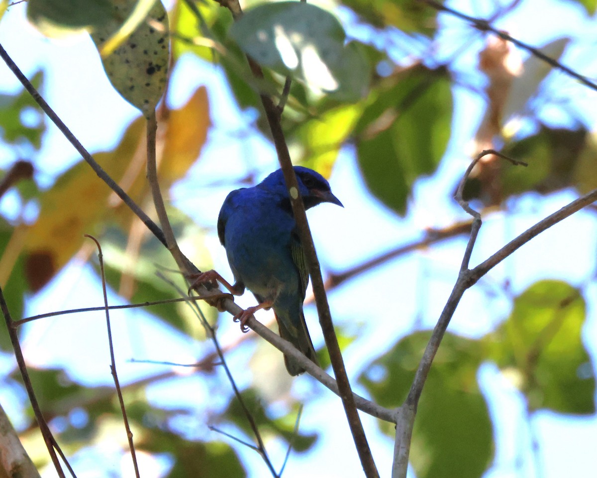 Blue Dacnis - ML627863084