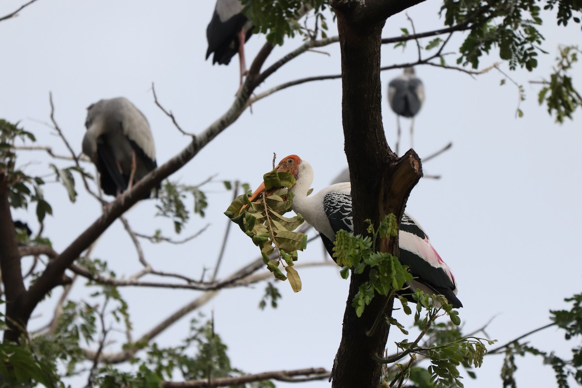 Painted Stork - ML627863154