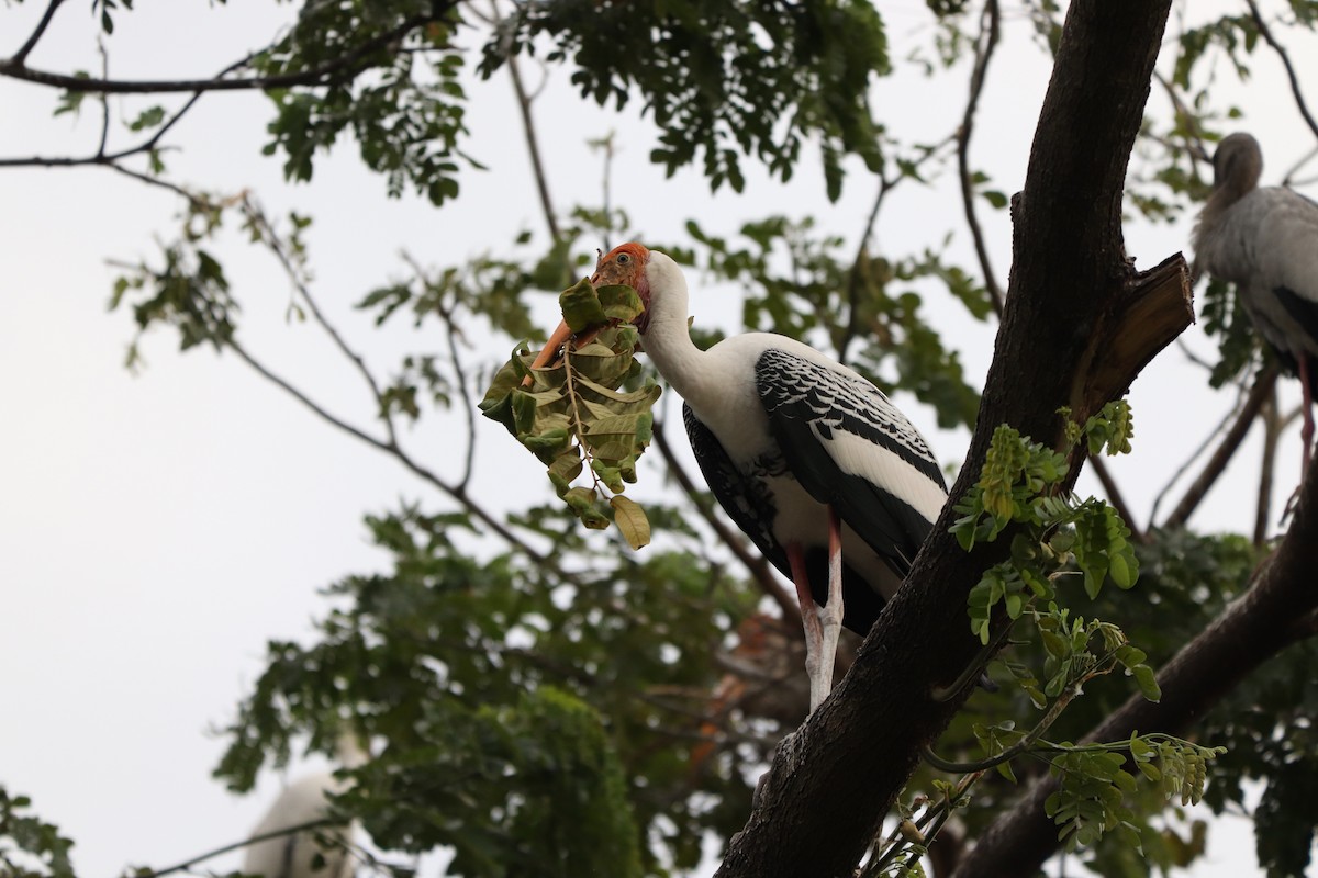 Painted Stork - ML627863185