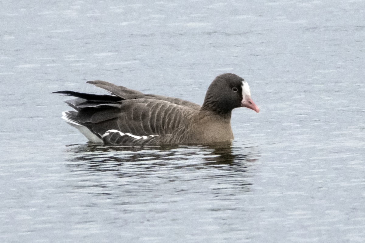 Lesser White-fronted Goose - ML627863203