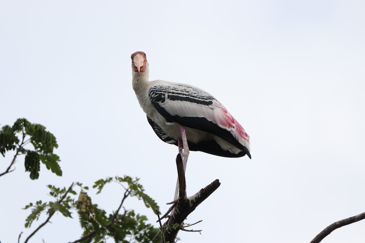 Painted Stork - ML627863210