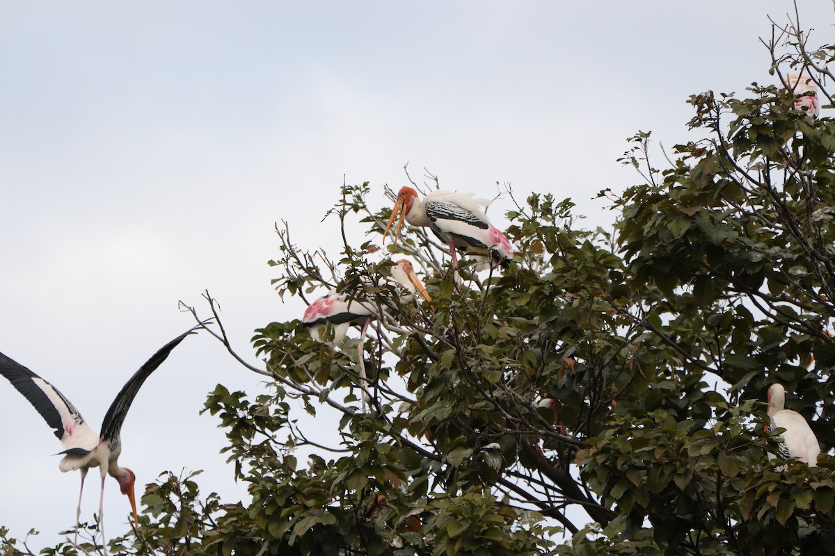 Painted Stork - ML627863226