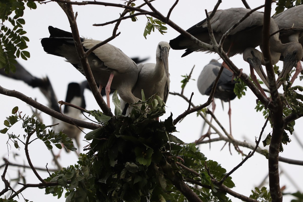 Asian Openbill - ML627863243