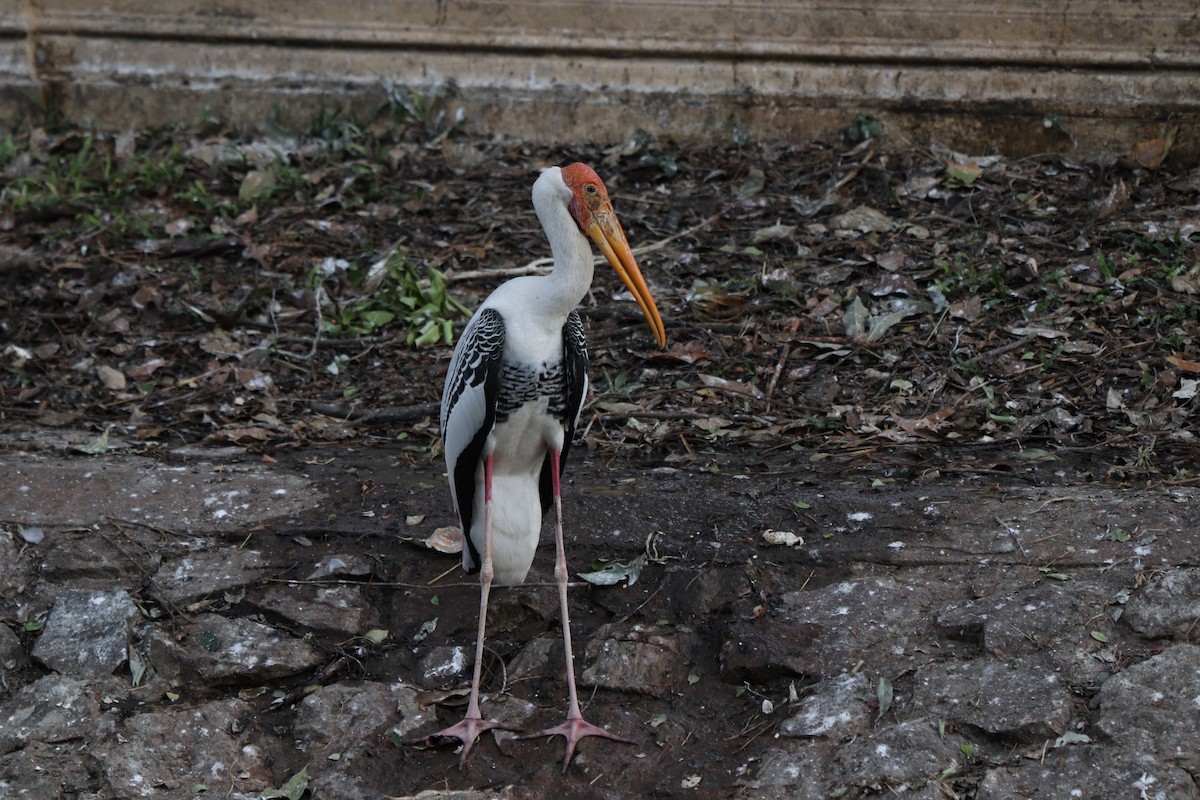 Painted Stork - ML627863255