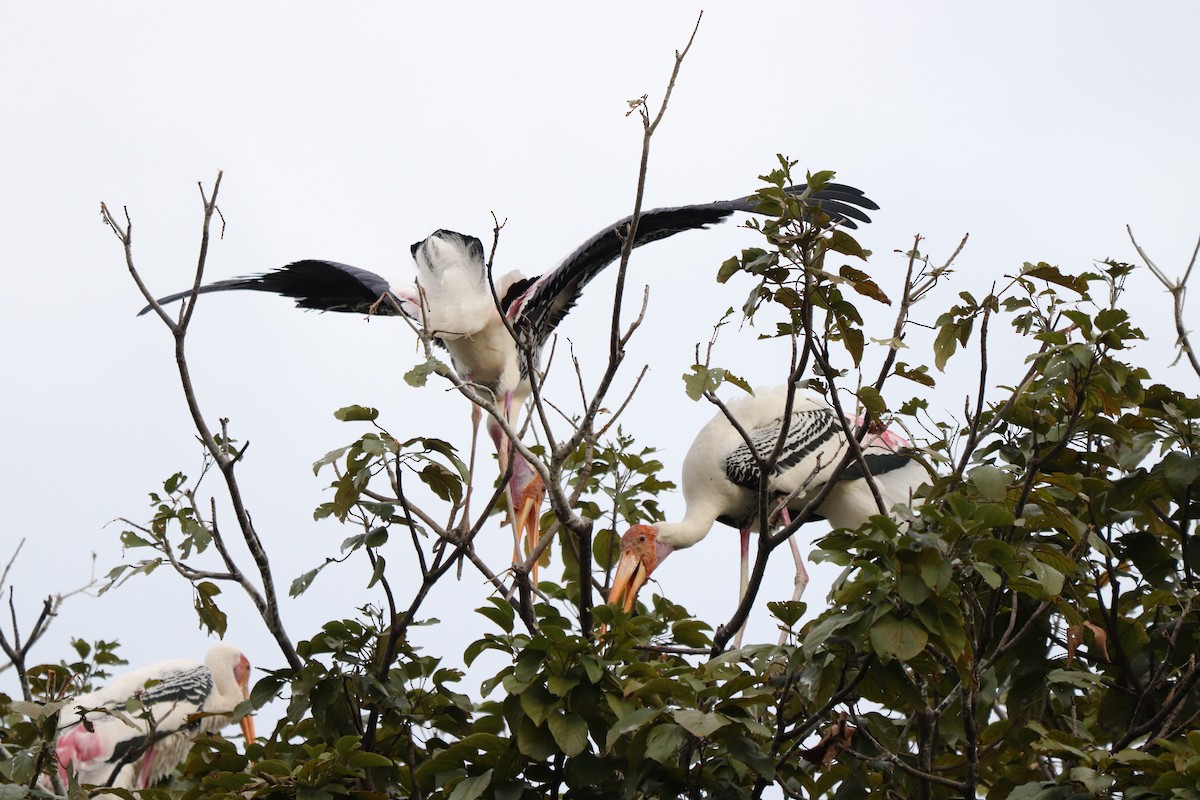 Painted Stork - ML627863305