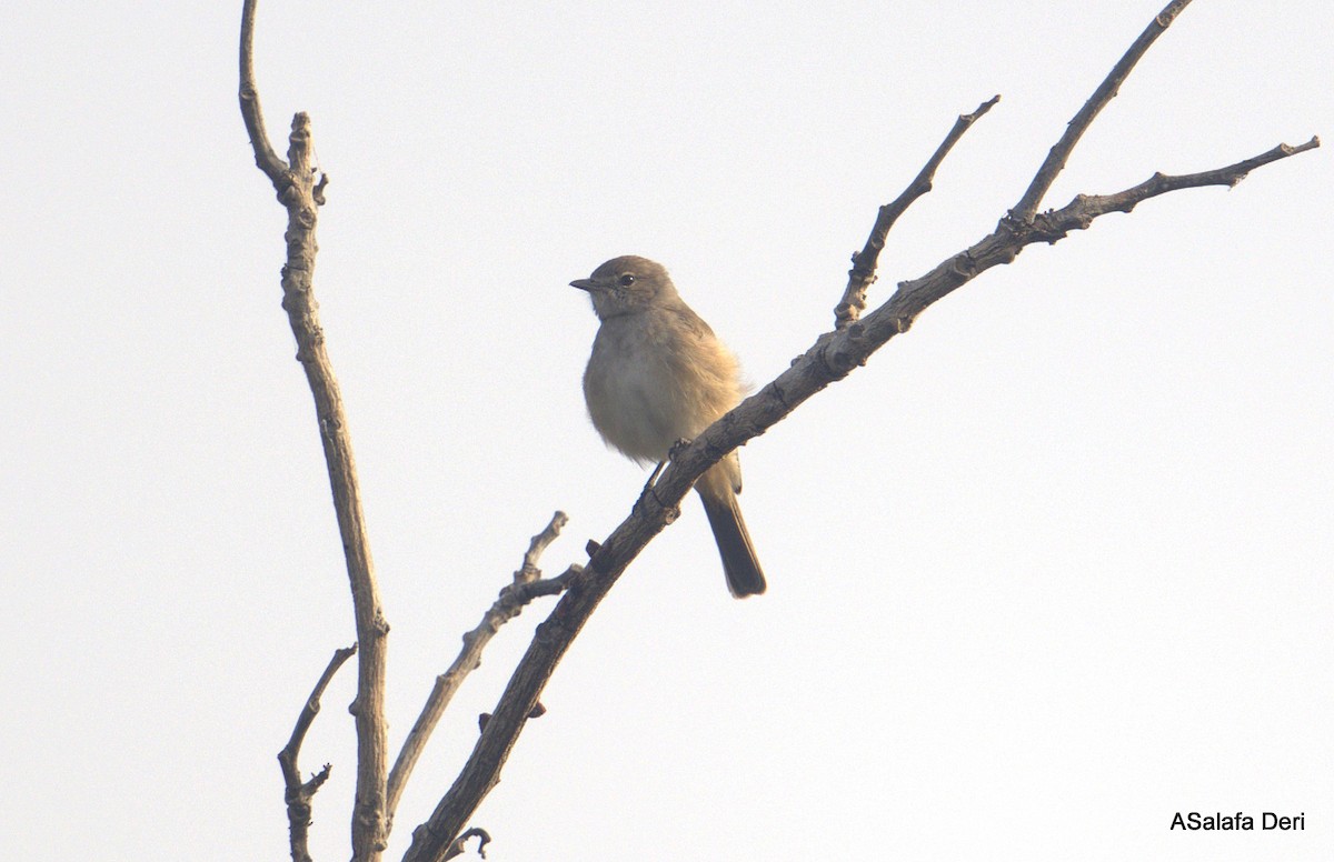 Pale Flycatcher (Pale) - ML627863324