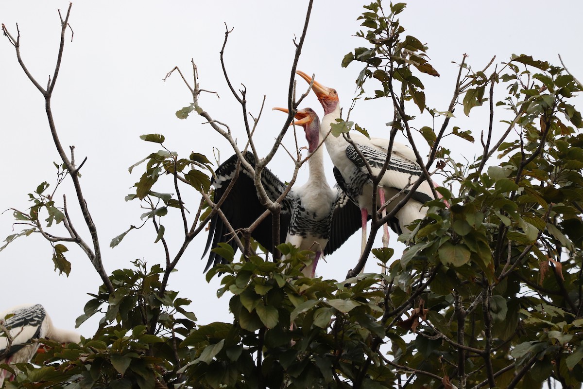 Painted Stork - ML627863337