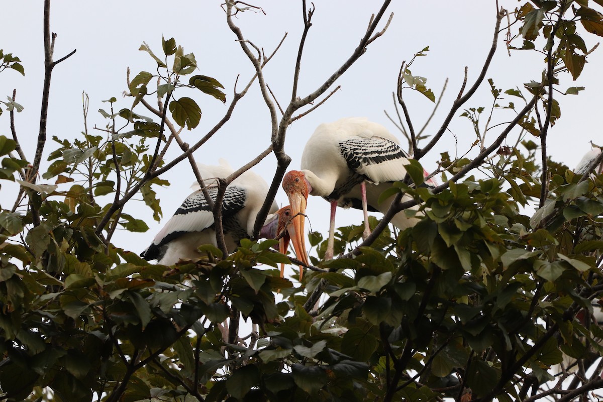 Painted Stork - ML627863338