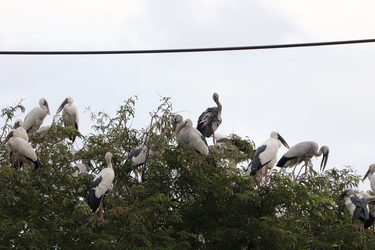 Asian Openbill - ML627863392