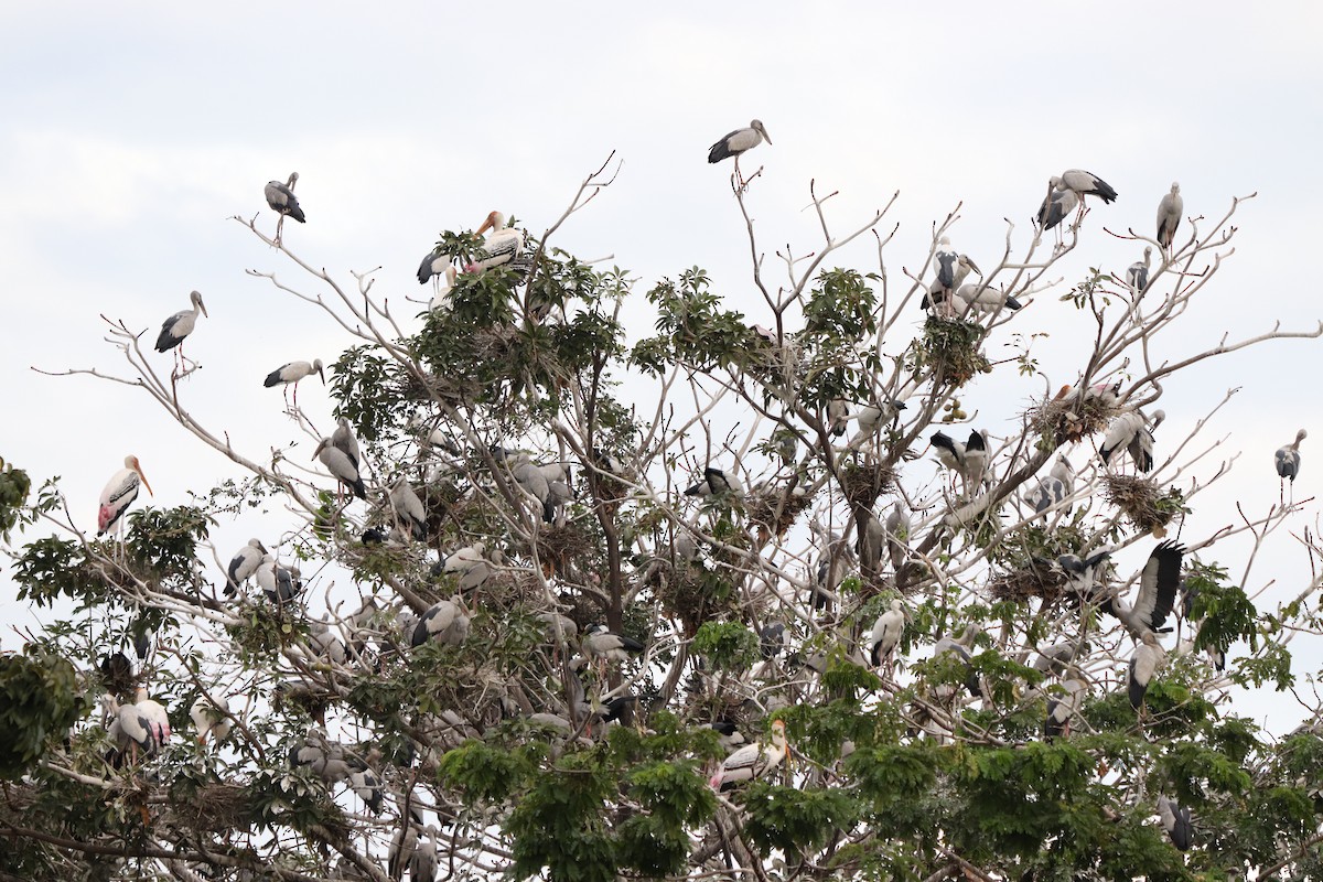 Asian Openbill - ML627863424