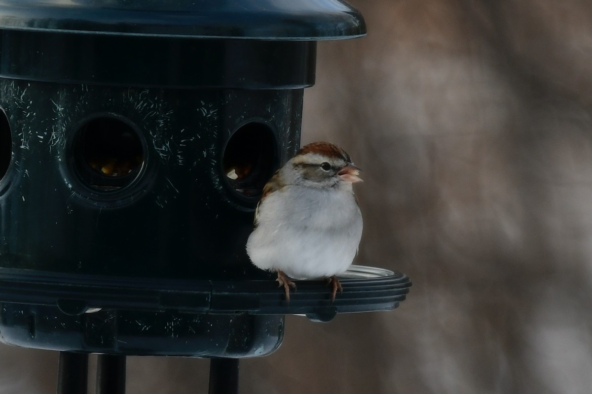 Chipping Sparrow - ML627863460