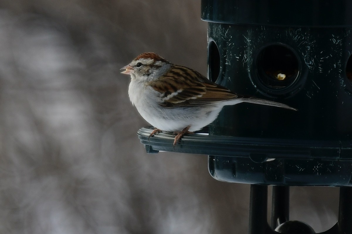 Chipping Sparrow - ML627863461