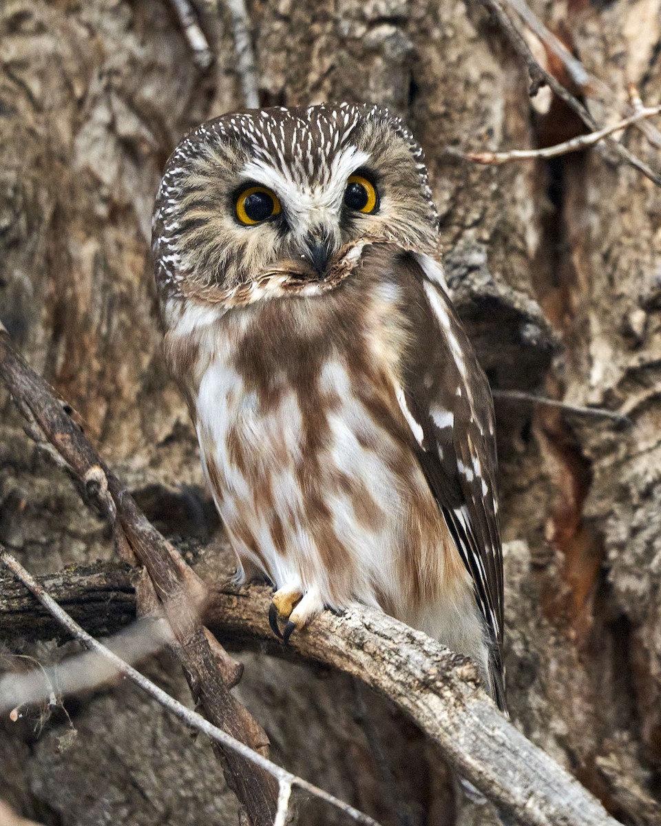 Northern Saw-whet Owl - ML627863532