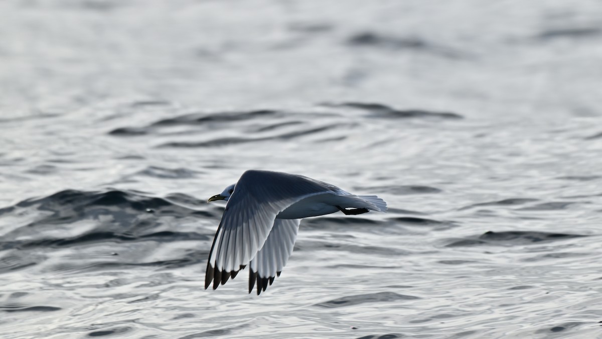 Black-legged Kittiwake - ML627863596