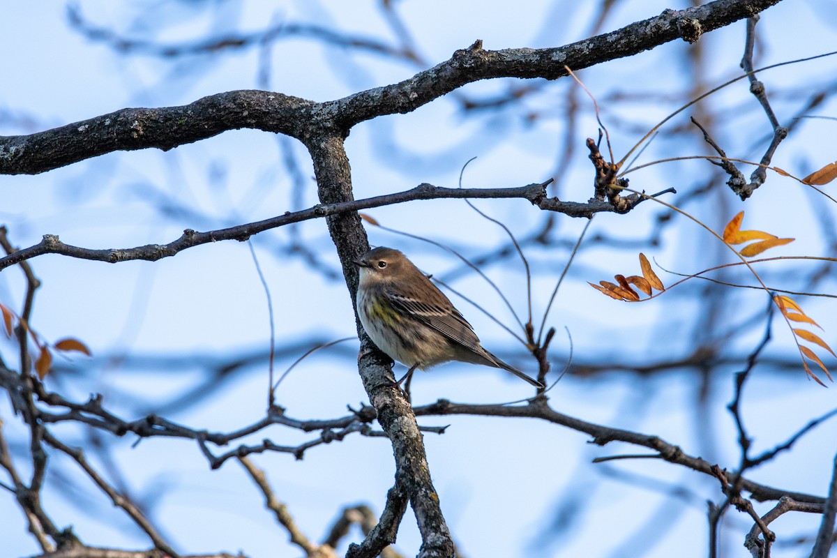 Yellow-rumped Warbler - ML627863627