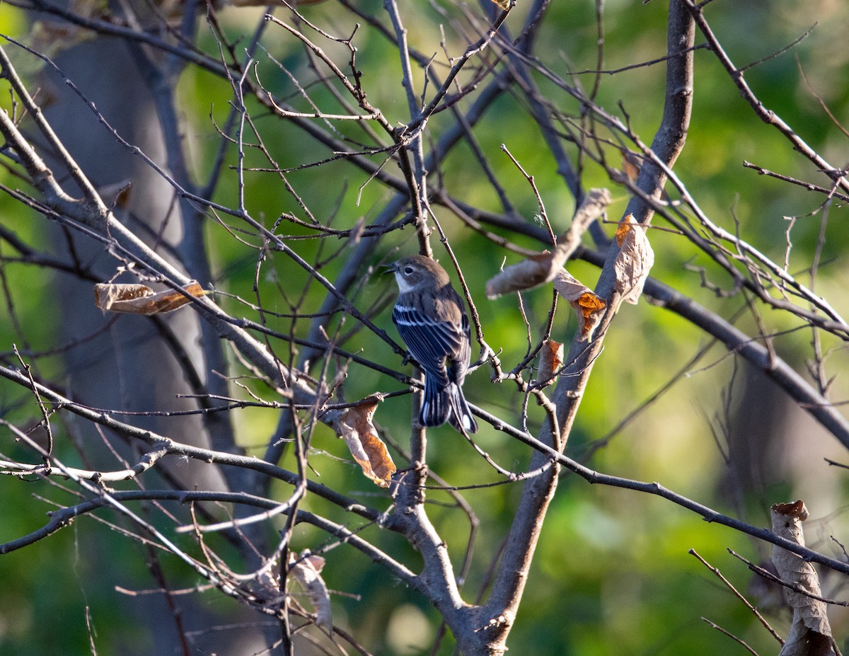 Yellow-rumped Warbler - ML627863628