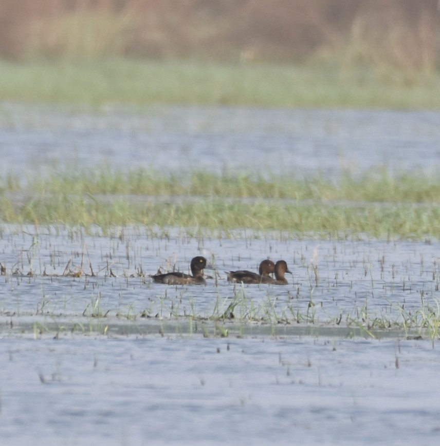 Tufted Duck - ML627863641