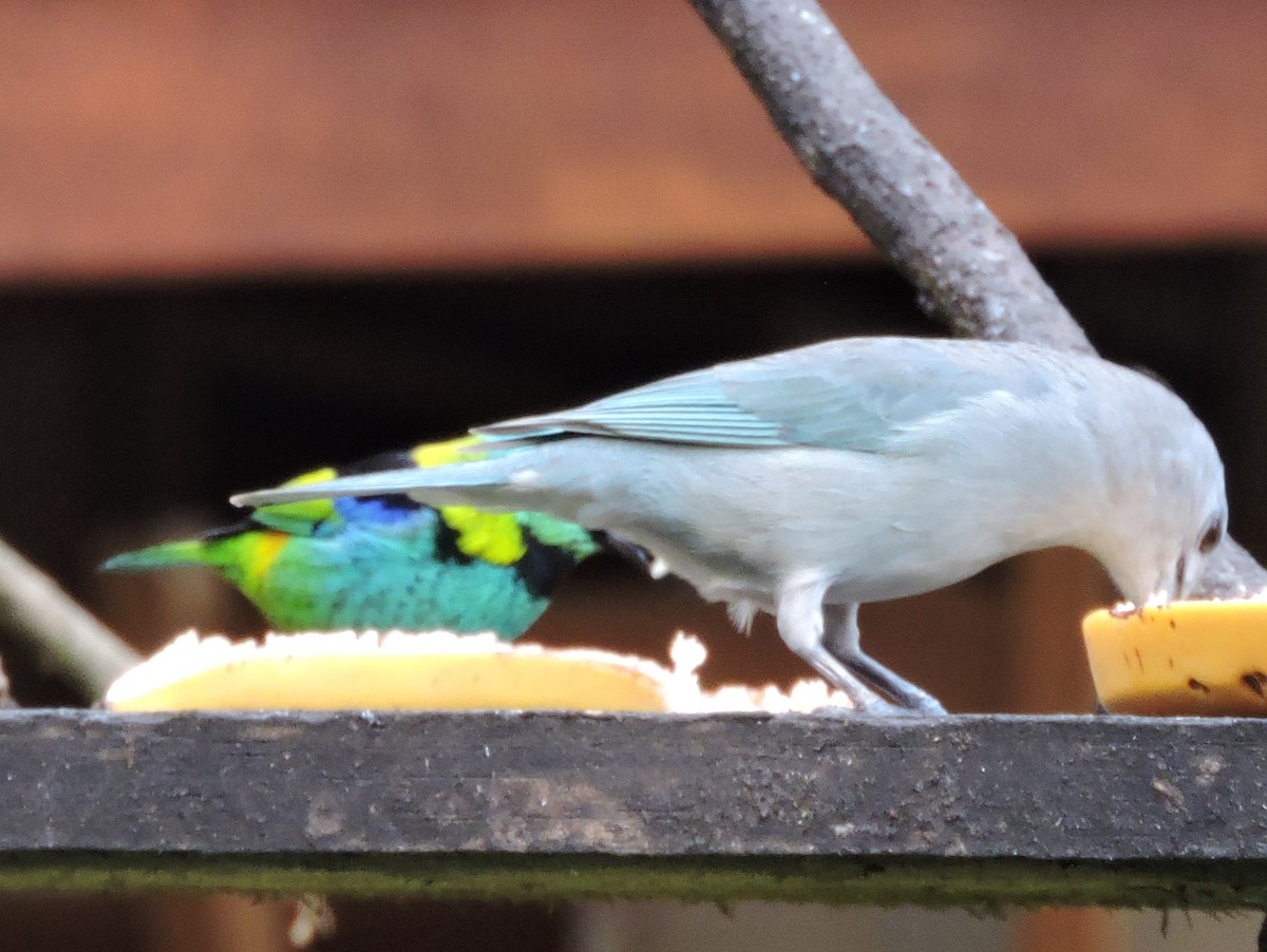 Sayaca Tanager - ML627863654