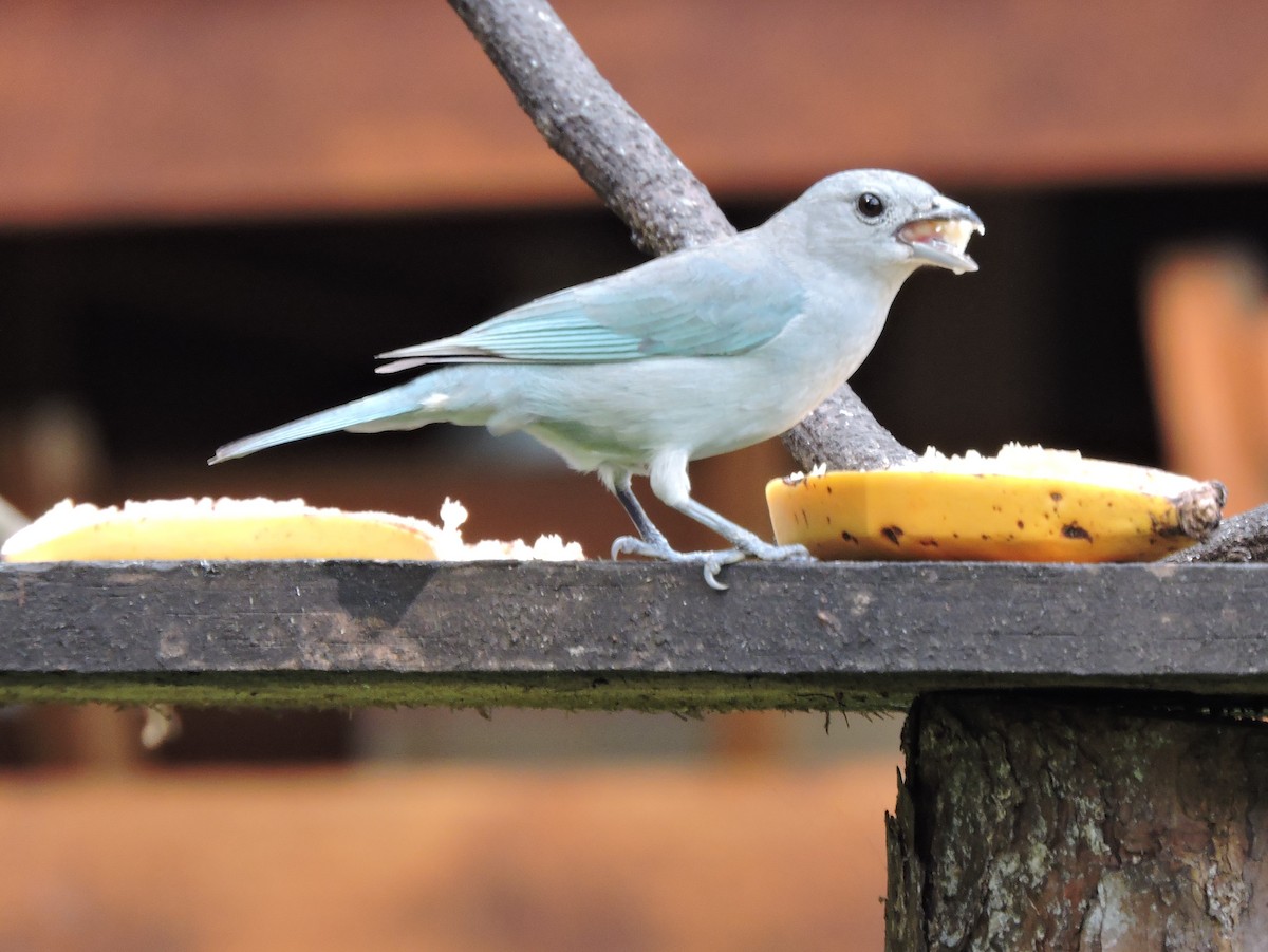 Sayaca Tanager - ML627863660