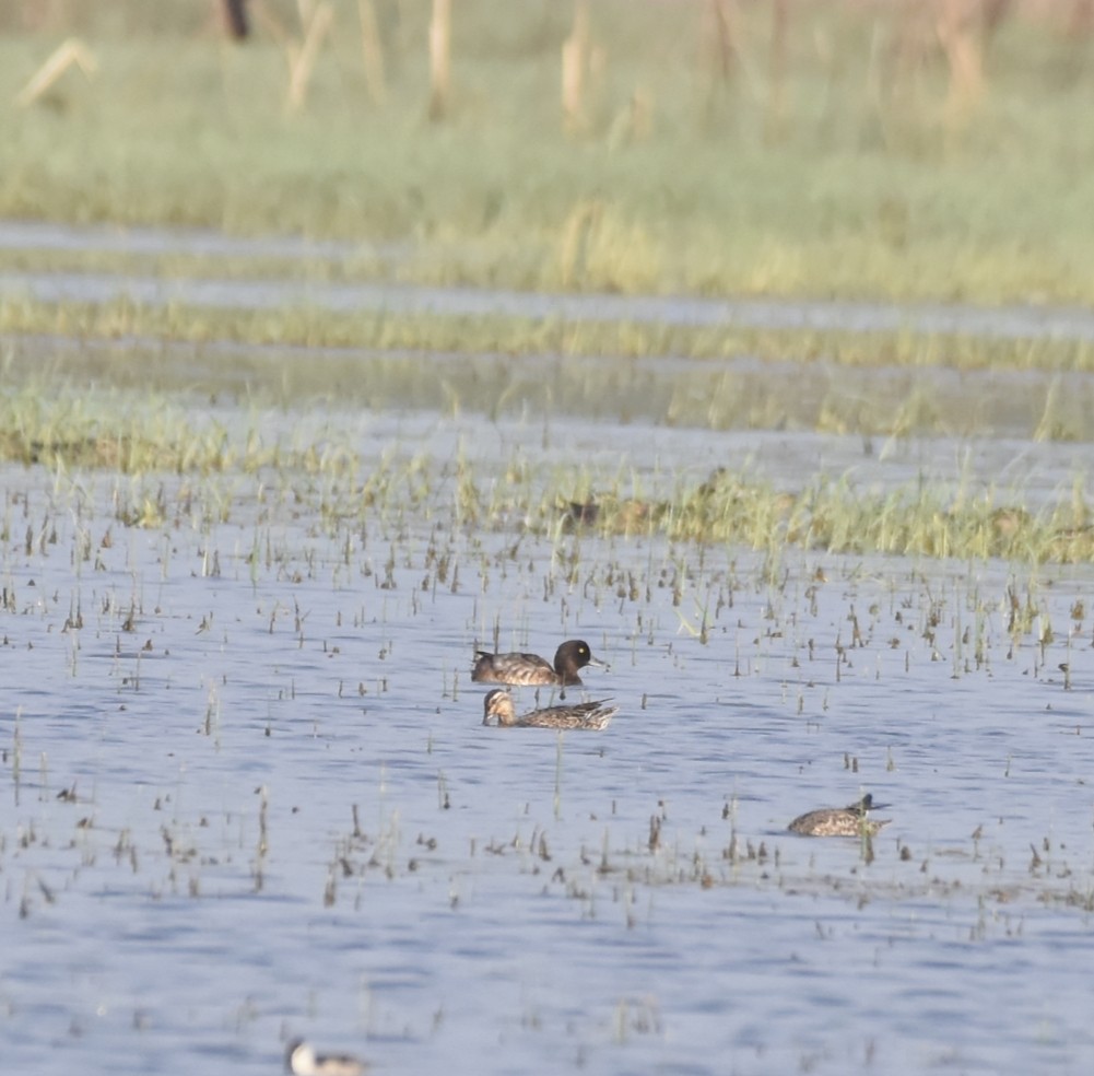Tufted Duck - ML627863770