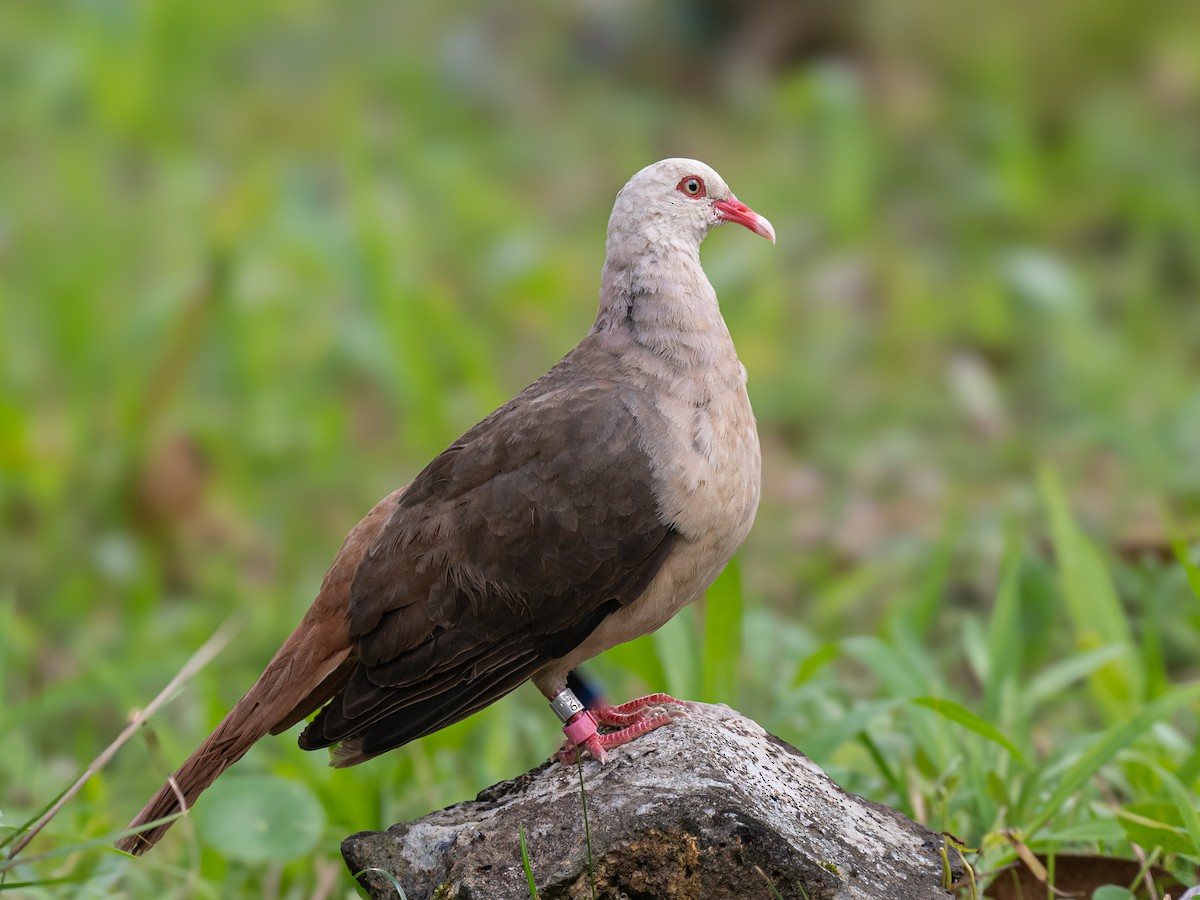 Pink Pigeon - ML627863775
