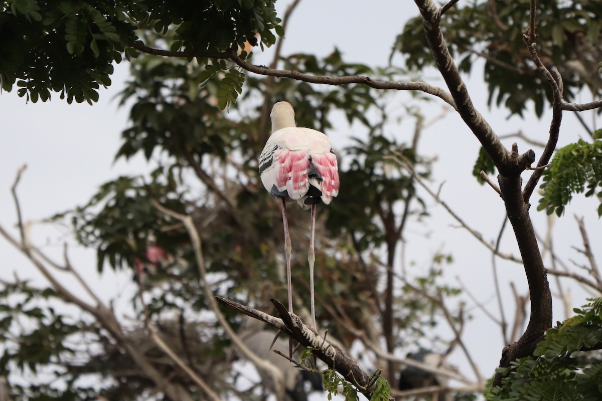 Painted Stork - ML627863807