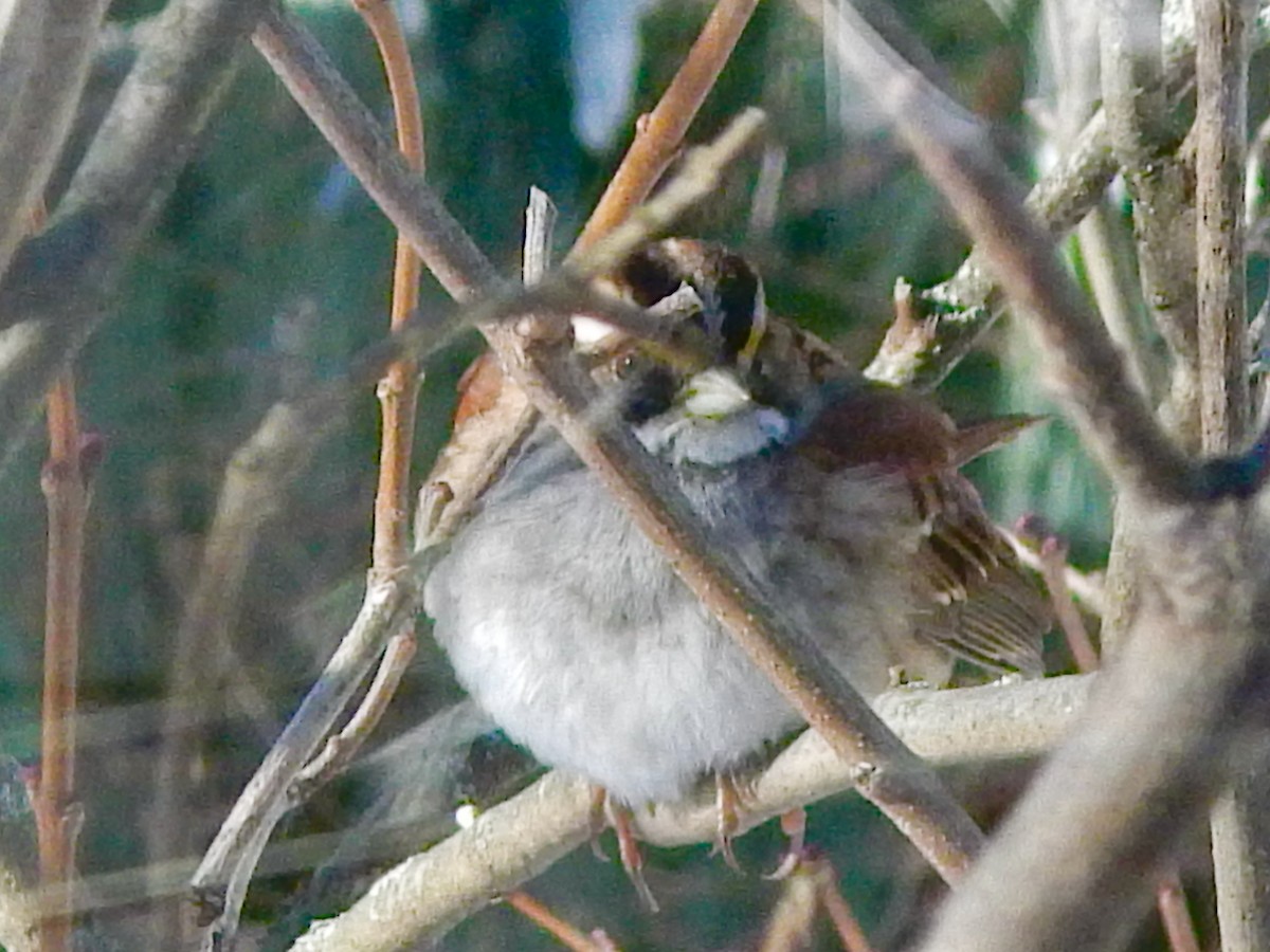 White-throated Sparrow - ML627863814