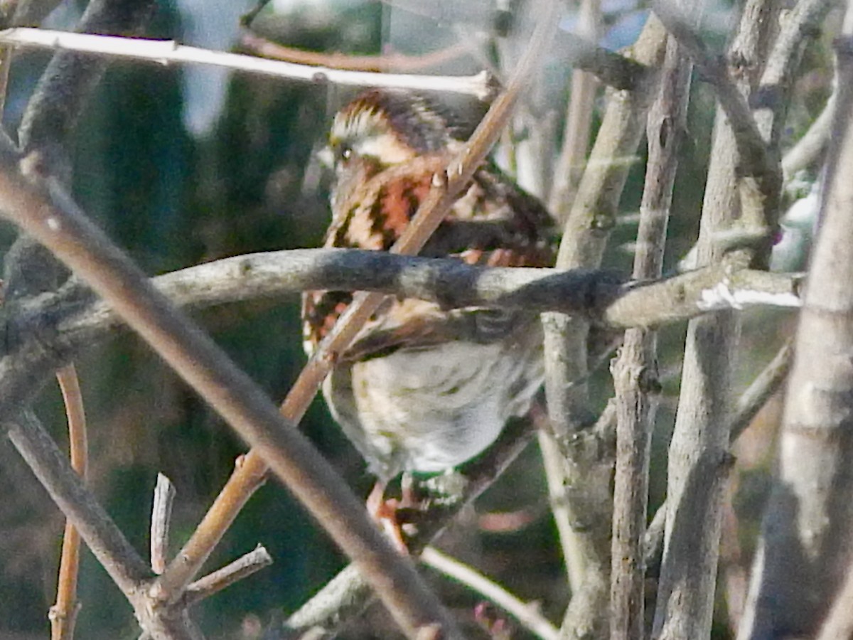 White-throated Sparrow - ML627863815