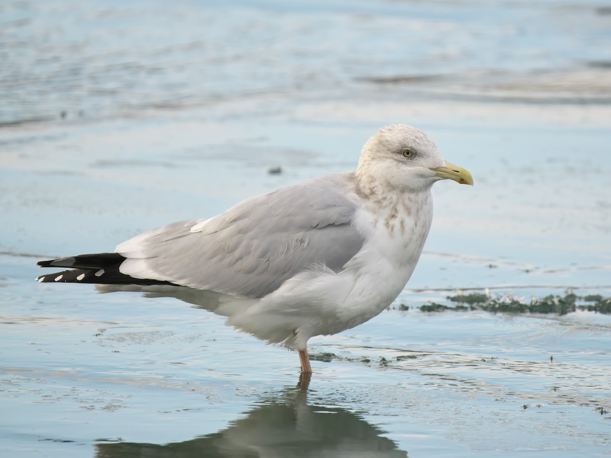 American Herring Gull - ML627863880