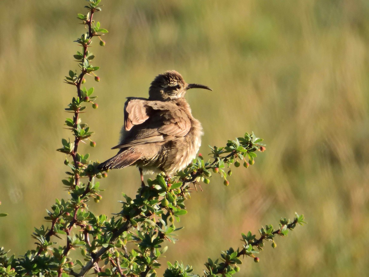 Scale-throated Earthcreeper - ML627864082