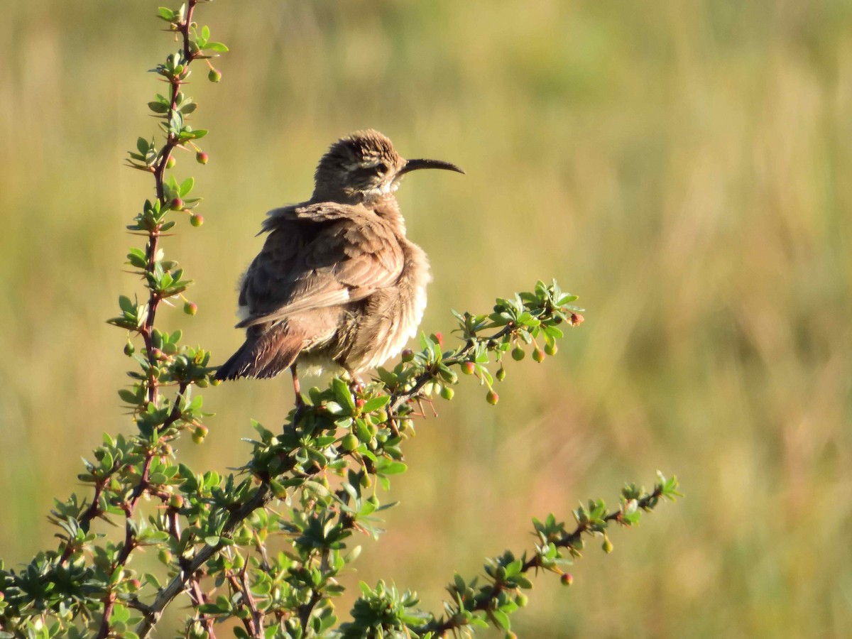 Scale-throated Earthcreeper - ML627864084