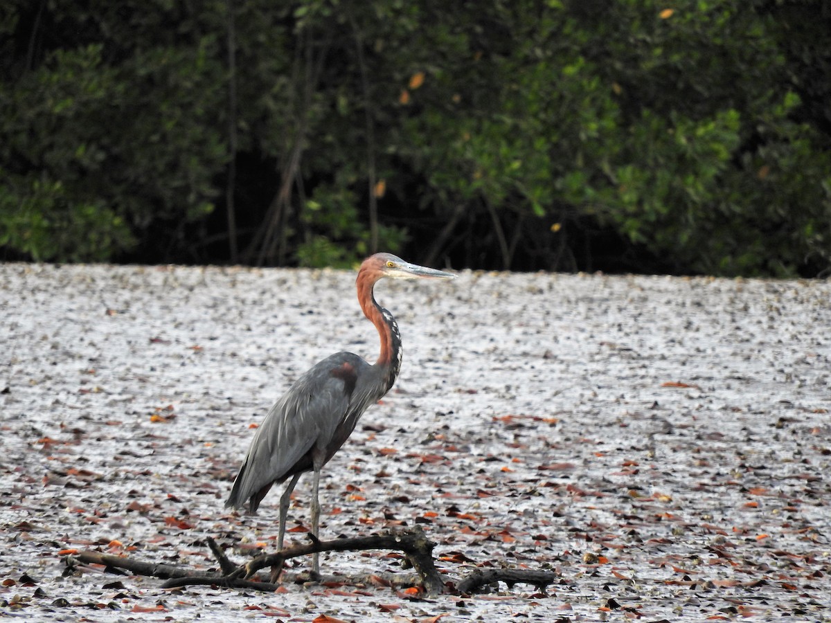 Goliath Heron - ML627864091